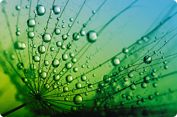 Dandelion abstract for Robins Events Management